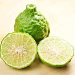 Kaffer 'Kieffer' Lime Tree -Evergreen Trees Sales Store Kaffir Lime 7 FGT