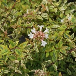 Kaleidoscope Abelia Shrub -Evergreen Trees Sales Store Kaleidoscope Abelia 2 FGT