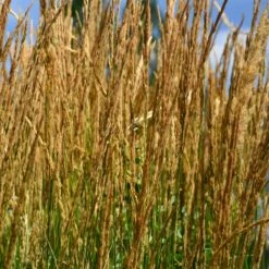 Karl Foerster Grass -Evergreen Trees Sales Store Karl Foerster Grass 2