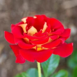 Ketchup And Mustard Rose Shrub -Evergreen Trees Sales Store Ketchup and Mustard Rose 1 FGT
