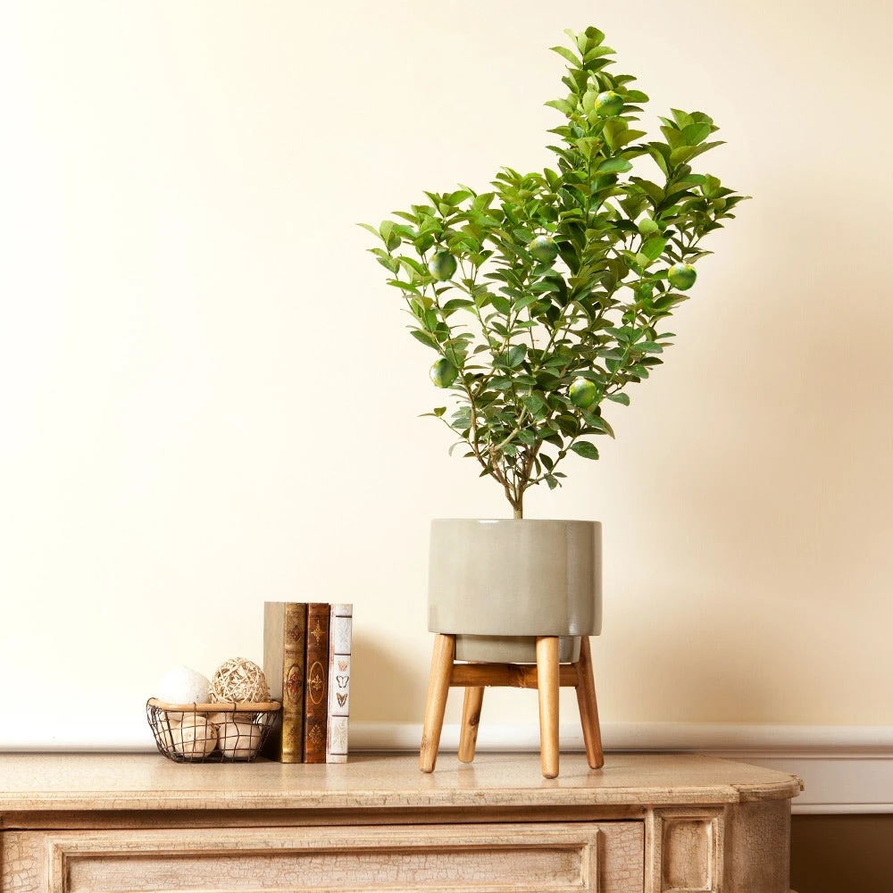 Meyer Lemon + Key Lime Bush Pack 5 Meyer Lemon + Key Lime Bush Pack - Image 5