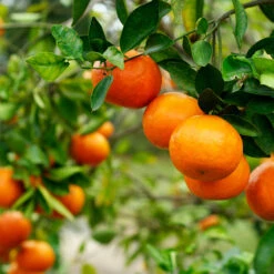 Kishu Mandarin Tree (Seedless) -Evergreen Trees Sales Store Kishu Mandarin Tree 4