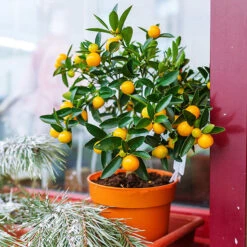 Evergreen Trees Sales Store 10 Kishu Mandarin Tree (Seedless)