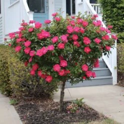 Knock Out® Rose Tree -Evergreen Trees Sales Store Knockout Rose Tree Red 2 FGT