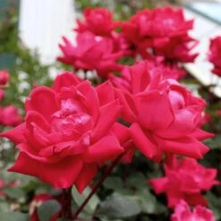 Knock Out® Rose Tree -Evergreen Trees Sales Store Knockout Rose Tree Red 4 FGT