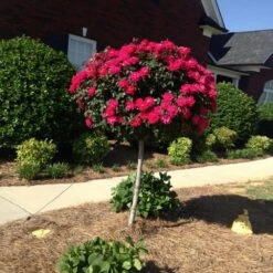 Knock Out® Rose Tree -Evergreen Trees Sales Store Knockout Rose Tree Red FGT