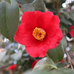 Korean Fire Camellia Shrub -Evergreen Trees Sales Store Korean Fire Camellia 3