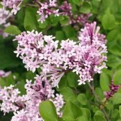 Dwarf Korean Lilac Shrub -Evergreen Trees Sales Store Korean Lilac 2