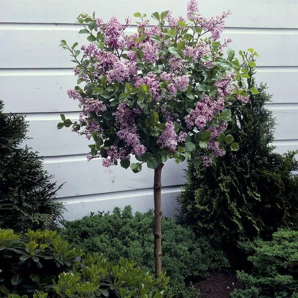 Dwarf Korean Lilac Tree 1 Dwarf Korean Lilac Tree