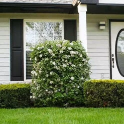 Korean Spice Viburnum Shrub 6 Korean Spice Viburnum Shrub -Evergreen Trees Sales Store Korean Spice Viburnum 1