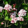 Korean Spice Viburnum Shrub