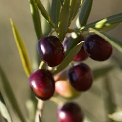 Koroneiki Greek Olive Tree -Evergreen Trees Sales Store Koroneiki Olive 2 FGT