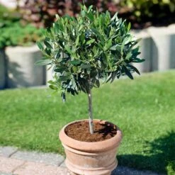 Koroneiki Greek Olive Tree -Evergreen Trees Sales Store Koroneiki Olive 3