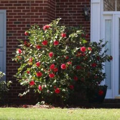 Kramers Camellia Shrub -Evergreen Trees Sales Store Kramers Camellia FGT 5