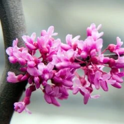 Lavender Twist® Weeping Redbud Tree -Evergreen Trees Sales Store LAVENDER TWIST THUMB 6e0b03e6 c145 40fa 9261 d759a9ab9546