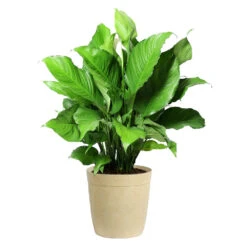 Peace Lily Plant -Evergreen Trees Sales Store LIL PEA.10 Beige Delilah
