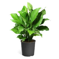 Peace Lily Plant -Evergreen Trees Sales Store LIL PEA.10 standard pot