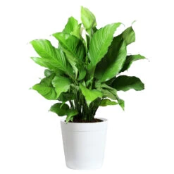 Peace Lily Plant -Evergreen Trees Sales Store LIL PEA.10 white Delilah