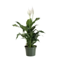 Peace Lily Plant -Evergreen Trees Sales Store LIL PEA.6