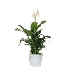 Peace Lily Plant -Evergreen Trees Sales Store LIL PEA1 delilah white