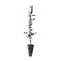 Key Lime Tree 13 Key Lime Tree -Evergreen Trees Sales Store LIM KEY 23 C