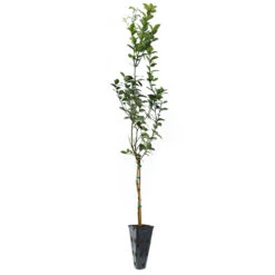 Key Lime Tree 14 Key Lime Tree -Evergreen Trees Sales Store LIM KEY 34 C
