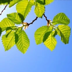 Lacebark Chinese Elm Tree -Evergreen Trees Sales Store Lacebark Chinese Elm 1 FGT