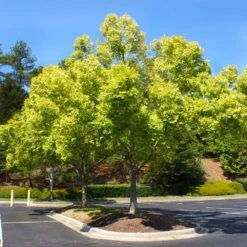 Lacebark Chinese Elm Tree -Evergreen Trees Sales Store Lacebark Chinese Elm 5 FGT