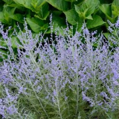 Lacey Blue Russian Sage -Evergreen Trees Sales Store Lacey Blue Russian Sage 1