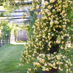 Lady Banks Climbing Rose 7 Lady Banks Climbing Rose -Evergreen Trees Sales Store Lady Banks Rose 3 FGT