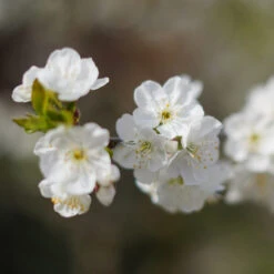 Cherry Pollinator Pack -Evergreen Trees Sales Store Lapins Cherry Tree 4be6809a e834 4880 9e9a 9ebb1555a7d2