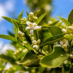 Lane Late Navel Orange -Evergreen Trees Sales Store Late Lane Orange 1