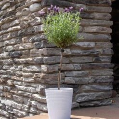Lavender Standard Topiary Tree -Evergreen Trees Sales Store Lavender Trees 2