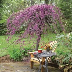 Lavender Twist® Weeping Redbud Tree -Evergreen Trees Sales Store Lavender Twist Redbud 1