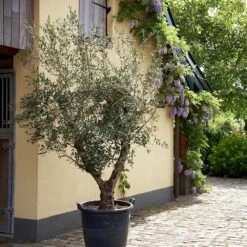 Lecciana Olive Tree -Evergreen Trees Sales Store Lecciana Olive Tree 2
