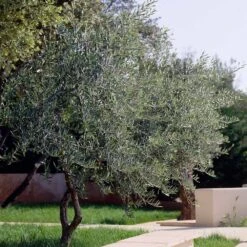 Lecciana Olive Tree -Evergreen Trees Sales Store Lecciana Olive Tree 3