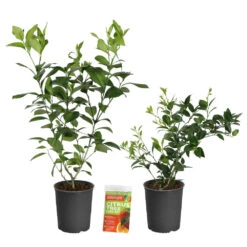 Meyer Lemon + Key Lime Bush Pack 11 Meyer Lemon + Key Lime Bush Pack -Evergreen Trees Sales Store Lemon and LimeBushes 2