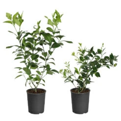 Meyer Lemon + Key Lime Bush Pack 8 Meyer Lemon + Key Lime Bush Pack -Evergreen Trees Sales Store Lemon and LimeBushes 5ed8c5a7 14fa 4c58 93bb 9b06a0c16cba