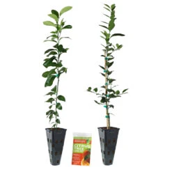 Meyer Lemon + Key Lime Tree Pack -Evergreen Trees Sales Store Lemon and LimeTrees2