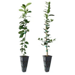 Meyer Lemon + Key Lime Tree Pack -Evergreen Trees Sales Store Lemon and LimeTrees 91ce8611 fcee 4431 8480 d36e7e121b7e