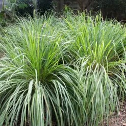 Lemon Grass Plant (Cymbopogon Citratus) 6 Lemon Grass Plant (Cymbopogon Citratus) -Evergreen Trees Sales Store Lemon Grass 4