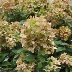 Limelight Hydrangea Shrub -Evergreen Trees Sales Store Limelight Hydrangea 3 FGT