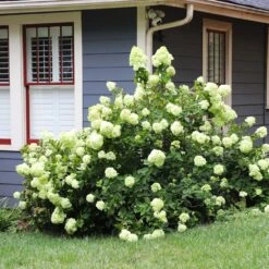 Limelight Hydrangea Shrub -Evergreen Trees Sales Store Limelight Hydrangea 4 FGT