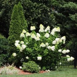 Limelight Hydrangea Shrub -Evergreen Trees Sales Store Limelight Hydrangea 5 FGT