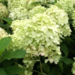 Limelight Hydrangea Tree -Evergreen Trees Sales Store Limelight Hydrangea Tree 4 FGT