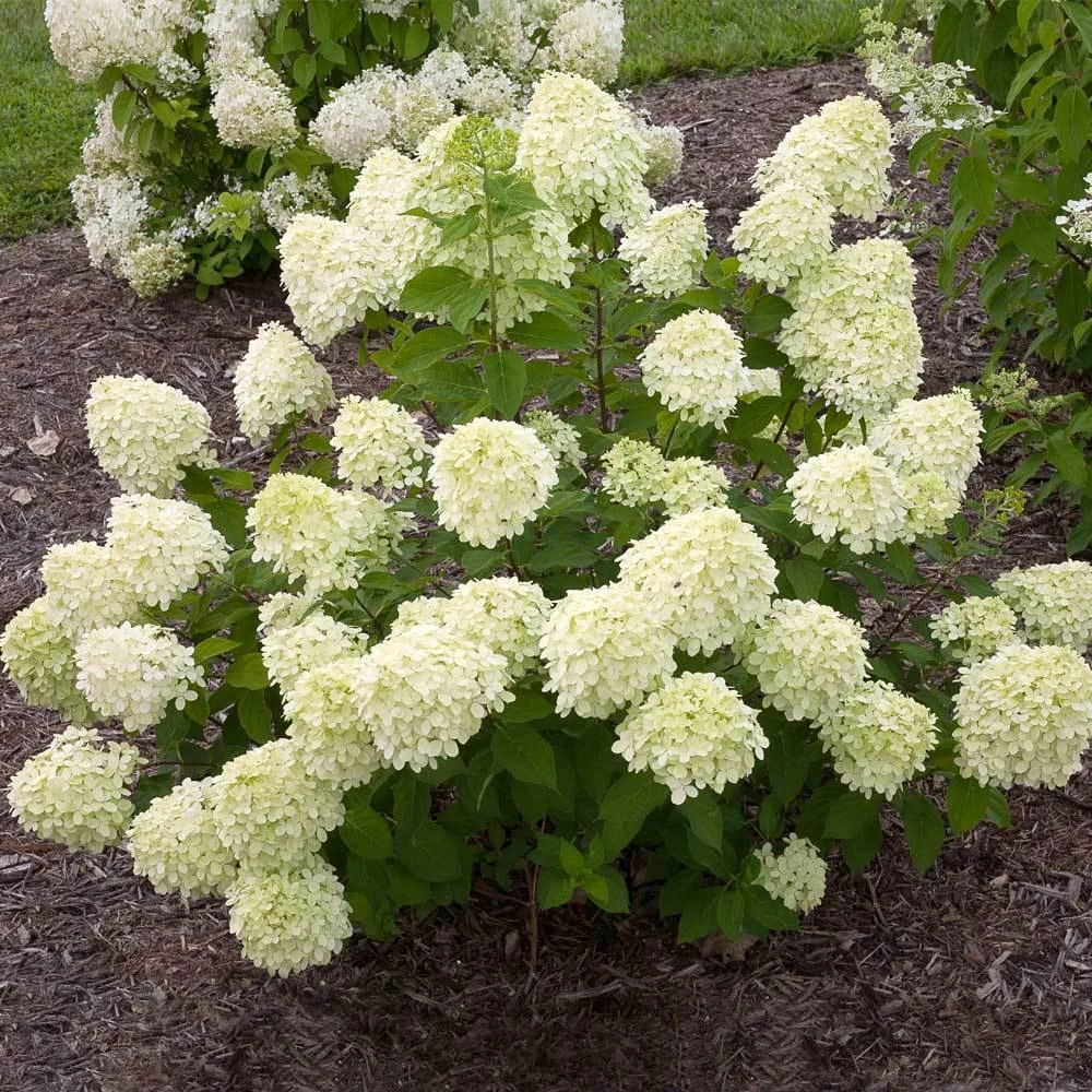 Little Lime® Hydrangea Shrub 2 Little Lime® Hydrangea Shrub - Image 2