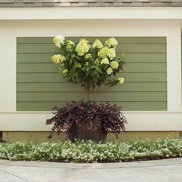 Little Lime® Hydrangea Tree 1 Little Lime® Hydrangea Tree