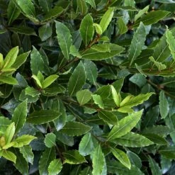 Little Ragu® Sweet Bay Shrub -Evergreen Trees Sales Store Little Ragu Sweet Bay 2