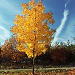 Tulip Poplar 'Little Volunteer' -Evergreen Trees Sales Store Little Volunteer Poplar 3
