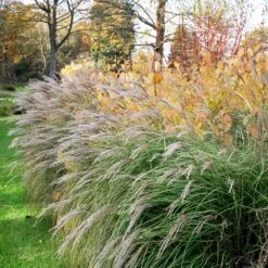 Little Kitten Maiden Grass -Evergreen Trees Sales Store Little kitten Madien Grass 1